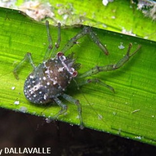 bolivari