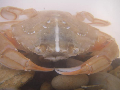 Liocarcinus pusillus