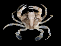 Liocarcinus vernalis