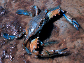 Callinectes sapidus