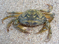 Carcinus aestuarii