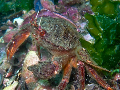 Liocarcinus corrugatus