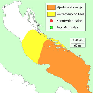 baba-distribucija