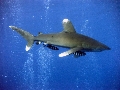 Carcharhinus longimanus