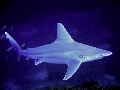 Carcharhinus plumbeus