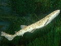 Scyliorhinus stellaris