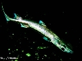 Etmopterus spinax