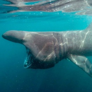 Basking shark