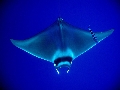 Mobula mobular