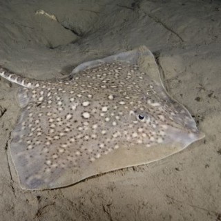 kamenica