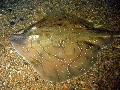 Raja undulata