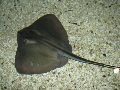 Dasyatis pastinaca