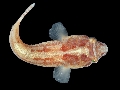 Diplecogaster bimaculata bimaculata