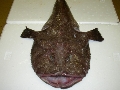 Lophius budegassa