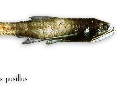 Lampanyctus pusillus
