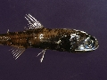 Ceratoscopelus maderensis