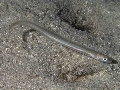 Ophidion barbatum