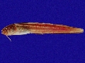 Parophidion vassali