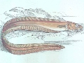 Echiodon dentatus