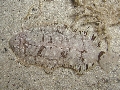 Monochirus hispidus