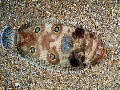 Microchirus ocellatus