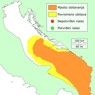 crvena-skarpina-distribucija