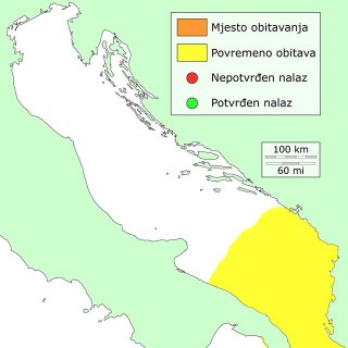 bodecnjak-mali-distribucija