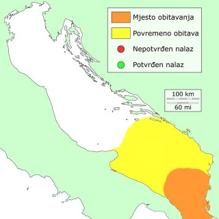 kokotic-barjaktar-distribucija