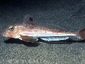 Eutrigla gurnardus