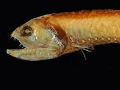 Gonostoma denudatum