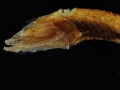 Cyclothone pygmaea