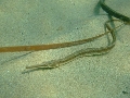 Syngnathus taenionotus