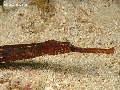 Syngnathus tenuirostris