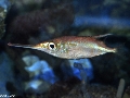 Macroramphosus scolopax