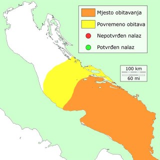 -distribucija