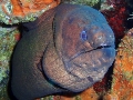 Gymnothorax unicolor