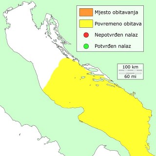 murina-distribucija