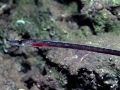 Facciolella oxyrhyncha