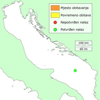 cudnovati-distribucija