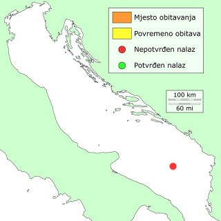 patokljuncic-distribucija