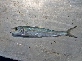 Sardinella aurita