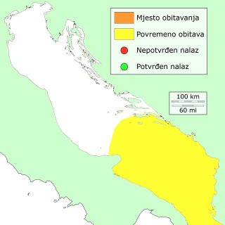 pecatica-distribucija