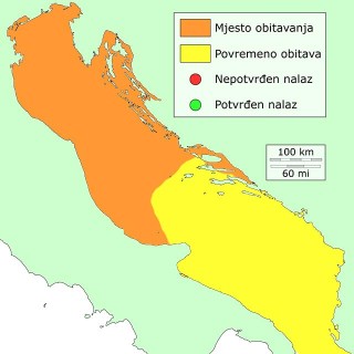 pismolj-distribucija