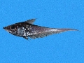 Caelorinchus mediterraneus