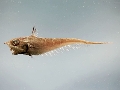 Caelorinchus caelorhincus