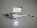 Trachyrincus scabrus