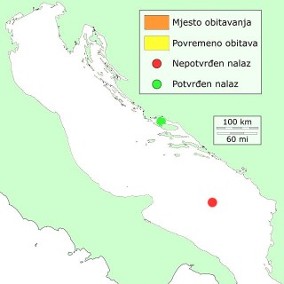 pojas-distribucija