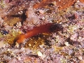 Lipophrys nigriceps
