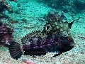 Blennius ocellaris