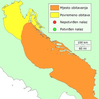 jadranska slingura - distribucija